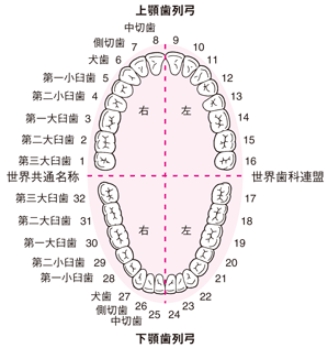 第一大臼歯の大切さについて １ 品川区 大田区 東京 の歯科 インプラント 歯周病なら かなもり歯科クリニック
