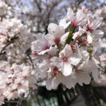 歯磨き後のうがいは何回が正解？