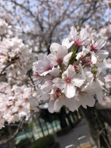 歯磨き後のうがいは何回が正解 品川区 大田区 東京 の歯科 インプラント 歯周病なら かなもり歯科クリニック