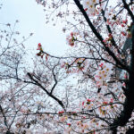 春の眠気とコーヒーと着色