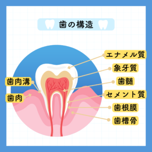 歯　構造　基本