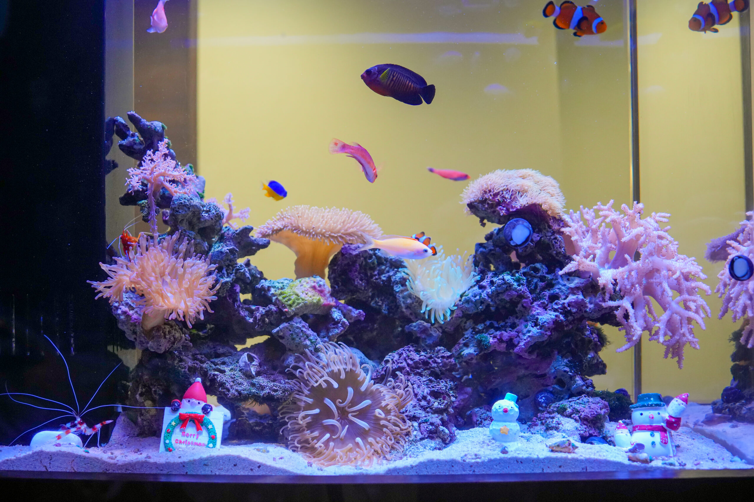 北品川　歯医者　マウスピース